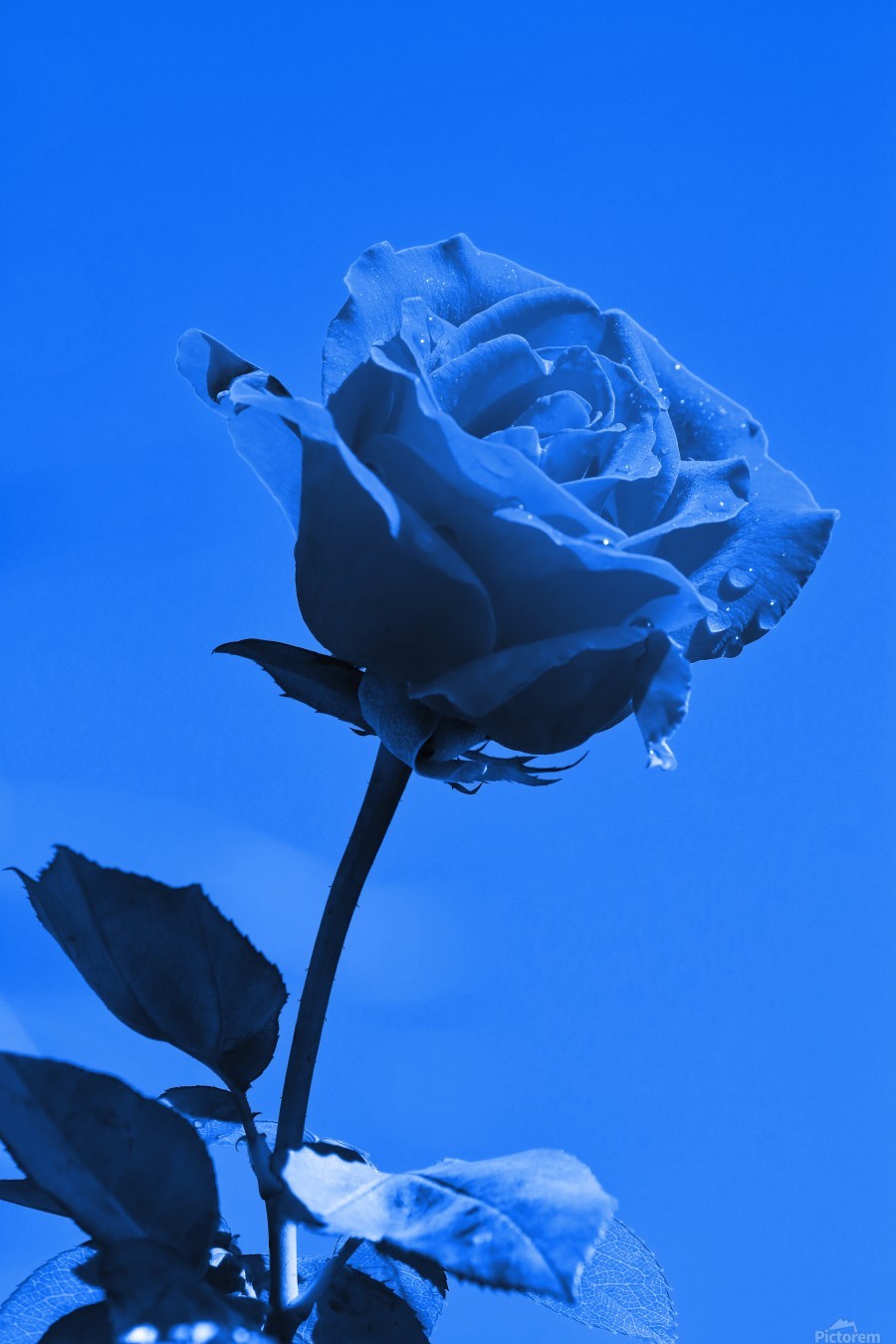 Love Rose blue 8665 by Thula-Photography Wall Art